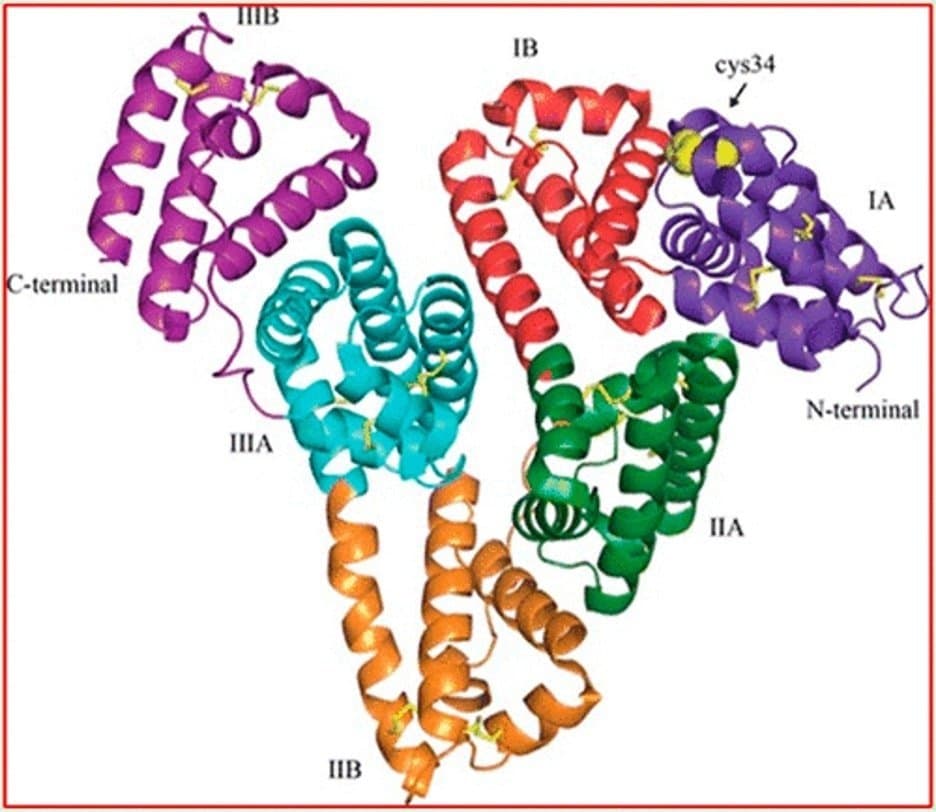 Albumin's Role in Delivering Anticancer Compounds Past the Blood Brain Barrier