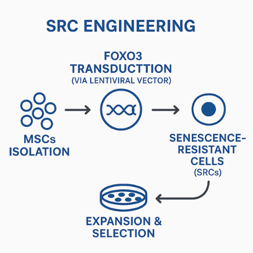 Engineering Senescence-Resistant Stem Cells to Reverse Aging in Primates