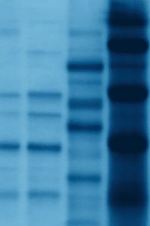 Human Protein Fractions